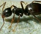 bug